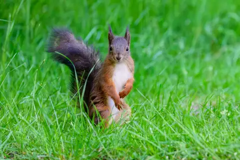 WATCH: Cats Casually Release Live Squirrel Indoors With No Regrets at All!