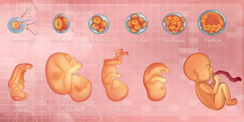 How Embryo Development in Early Stages Shapes Lifelong Well-Being